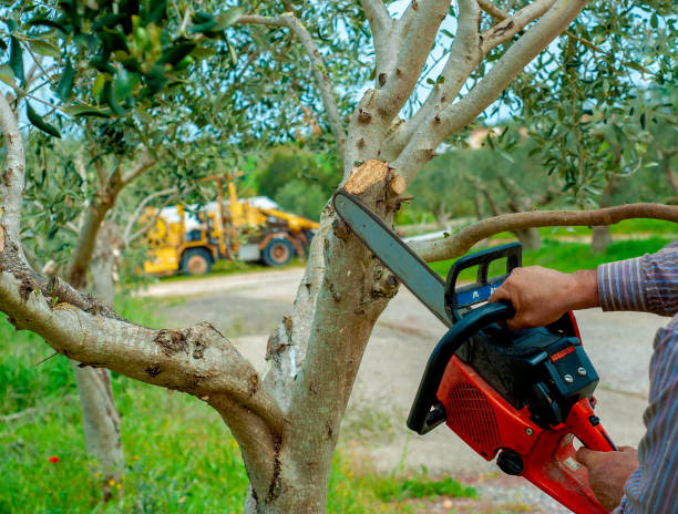 Tree Root Removal in Wooster, AR